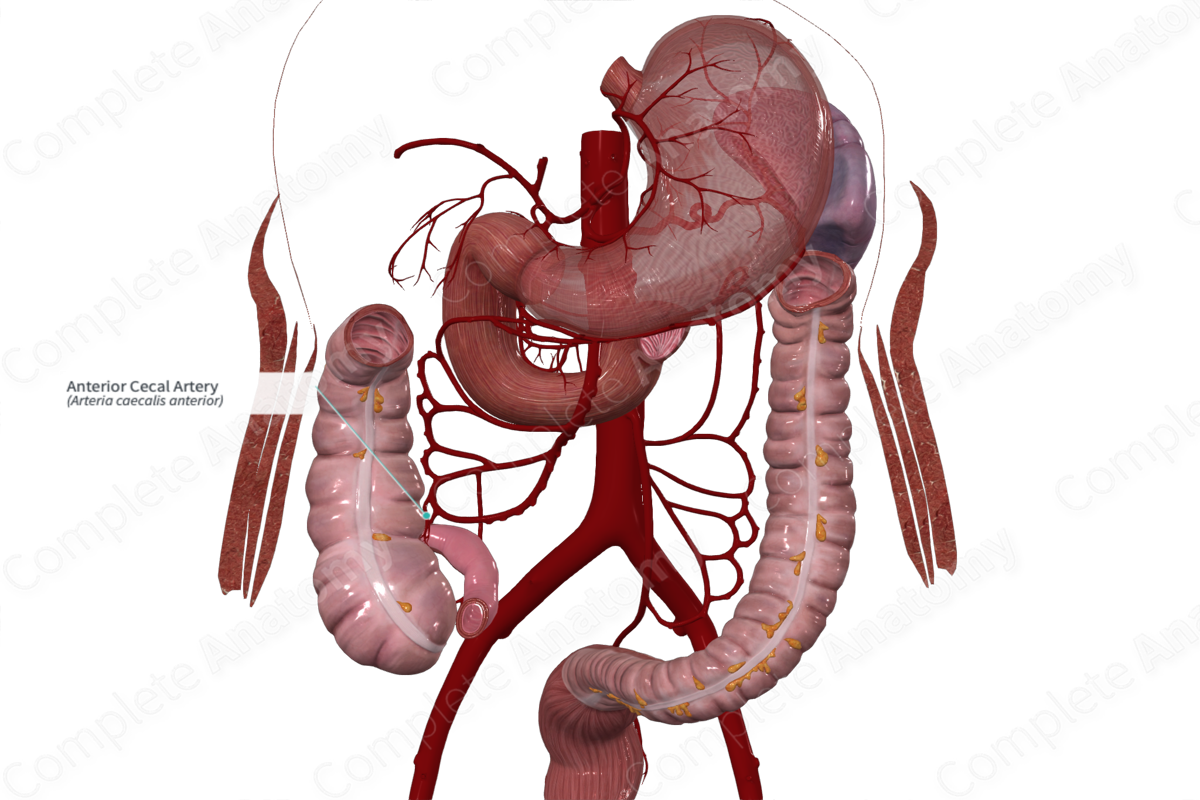 Anterior Cecal Artery