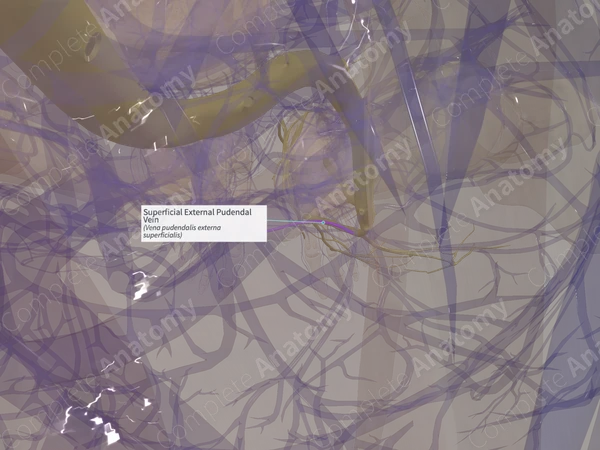 Superficial External Pudendal Vein (Left)