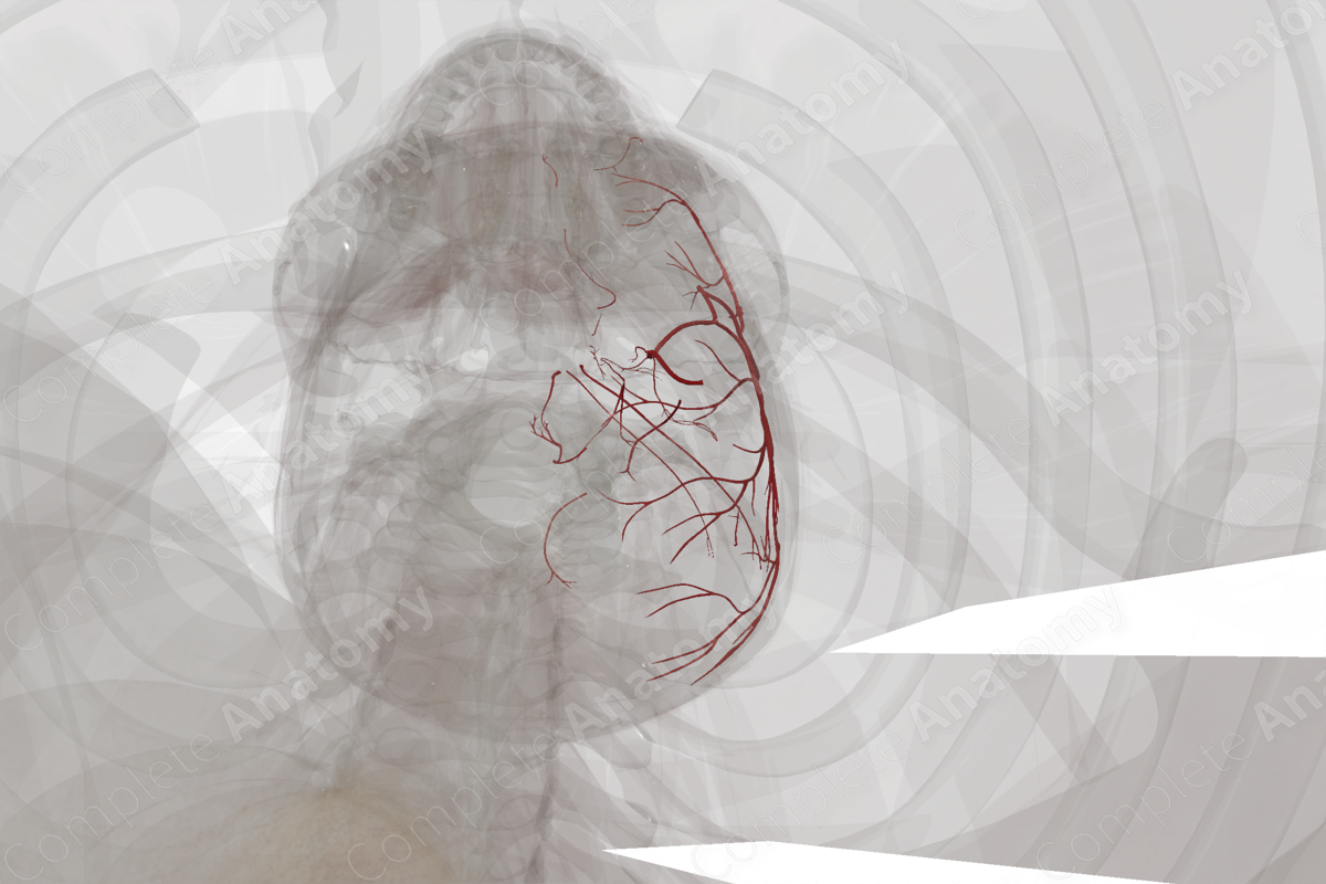 Arteries of Meninges & Cranium (Left)