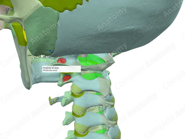 Pedicle of Axis (Left)