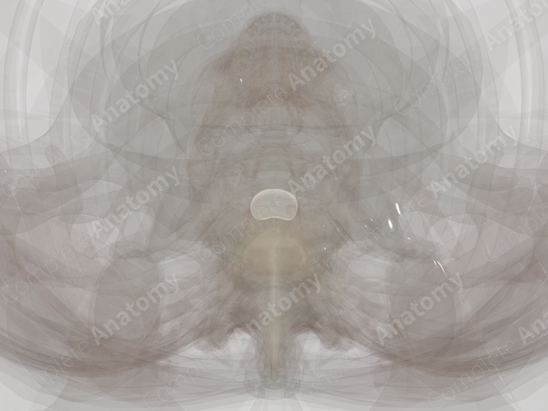 Intervertebral Symphysis (T1-T2)