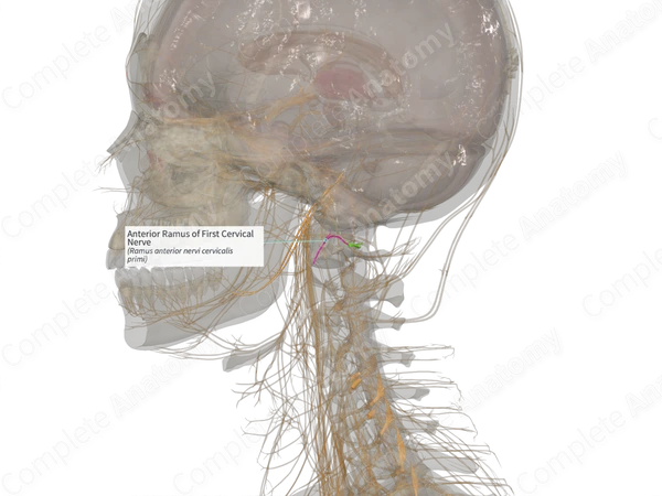 Anterior Ramus of First Cervical Nerve (Left)