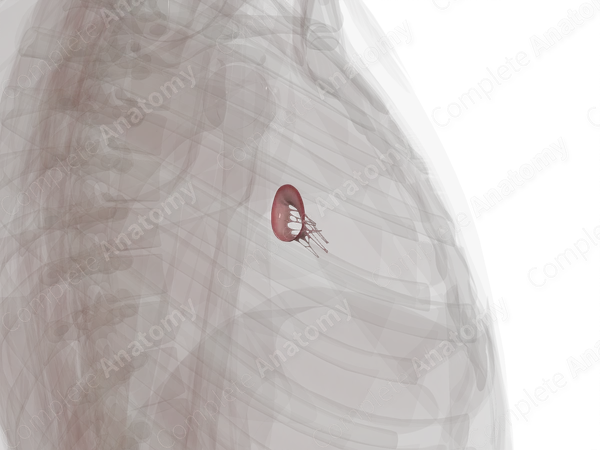 Left Atrioventricular Valve