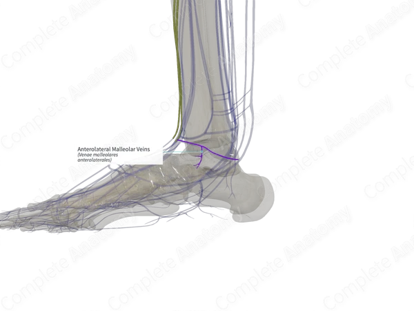 Anterolateral Malleolar Veins (Left)