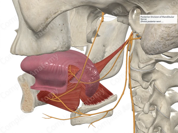 Posterior Division of Mandibular Nerve 