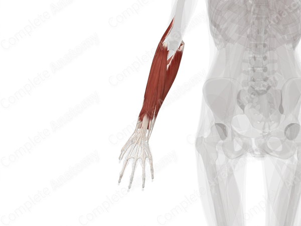 Muscles of Forearm (Left)