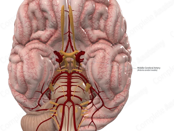 Middle Cerebral Artery