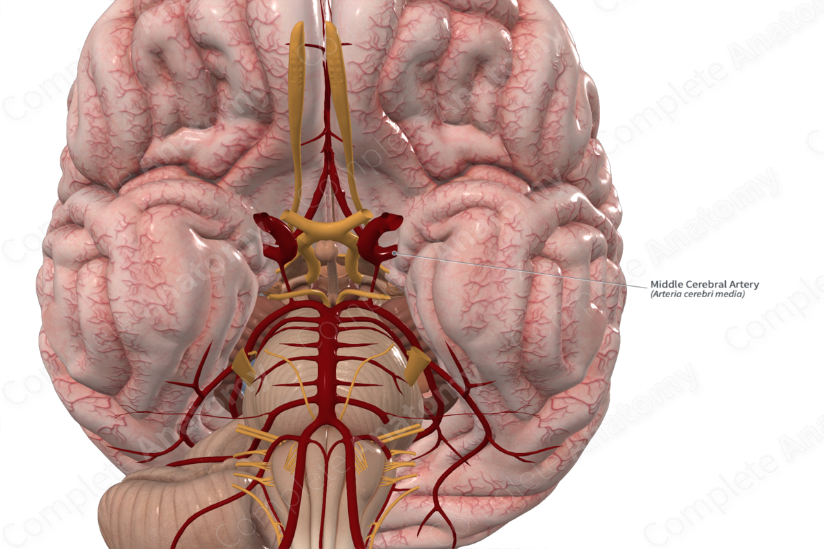 Middle Cerebral Artery 