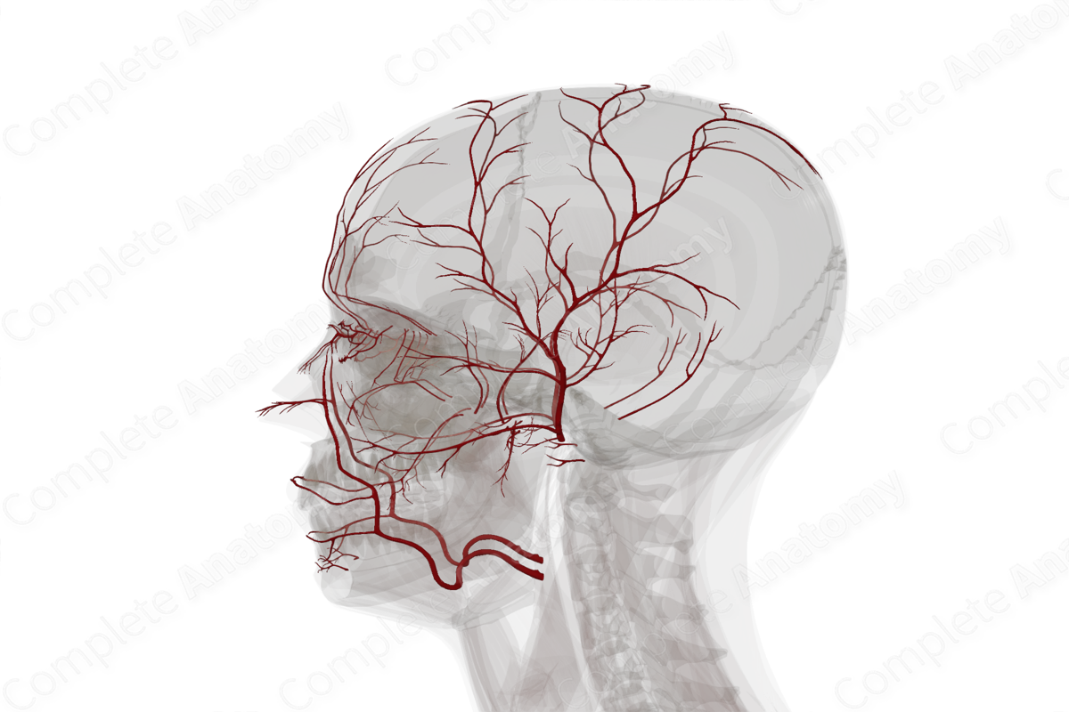 Arteries of Face & Scalp