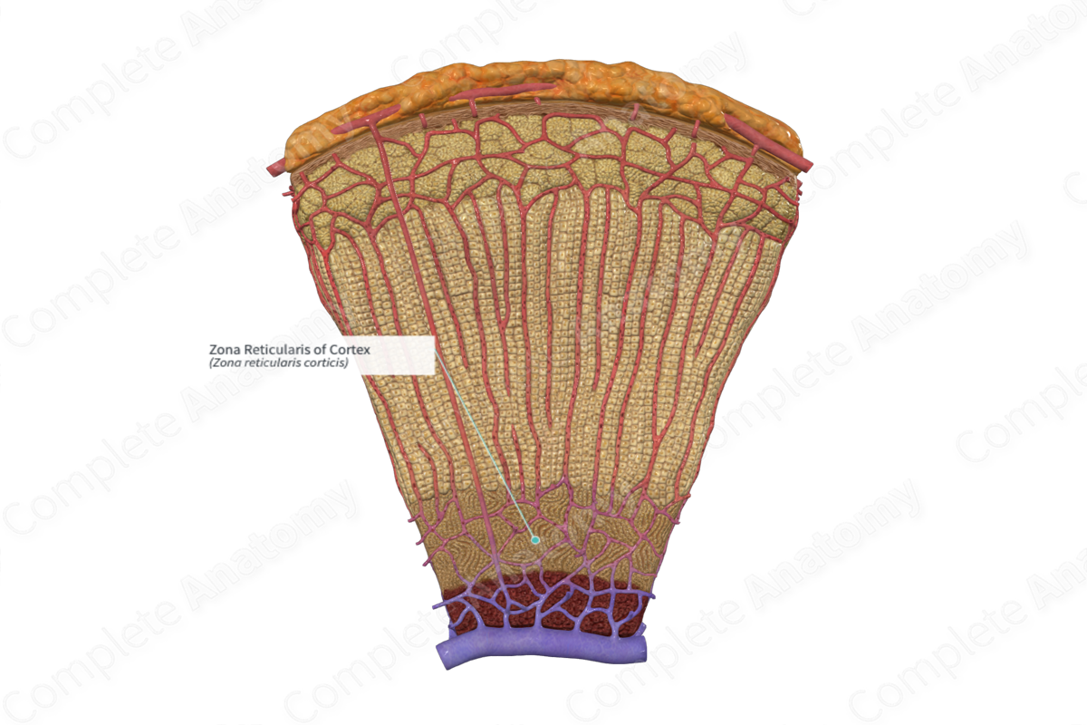 Zona Reticularis of Cortex