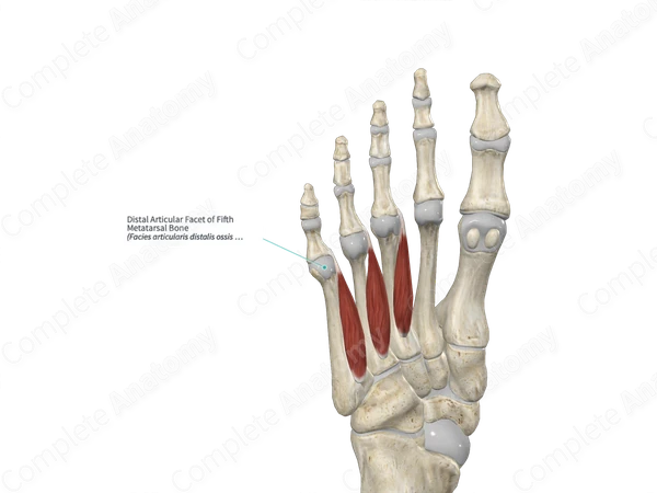 Distal Articular Facet of Fifth Metatarsal Bone