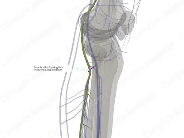 Paratibial Perforating Vein (Left)
