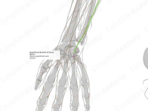 Superficial Branch of Ulnar Nerve (Right)