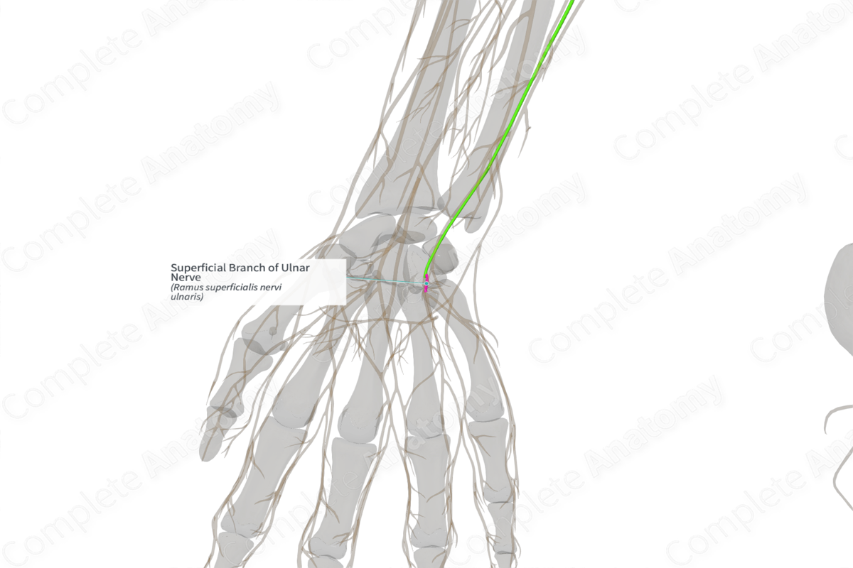 Superficial Branch of Ulnar Nerve (Right)
