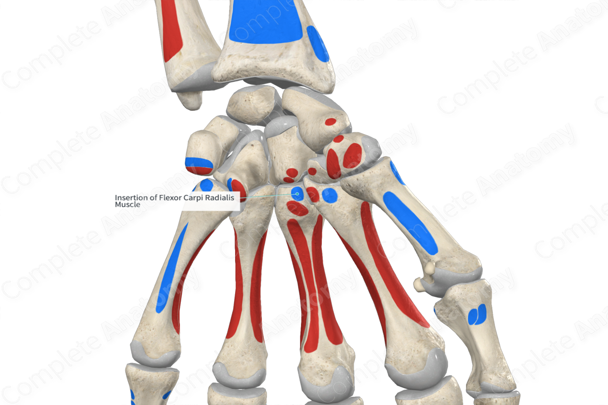 Insertion of Flexor Carpi Radialis Muscle