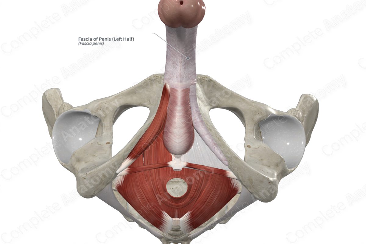 Fascia of Penis (Left Half) | Complete Anatomy