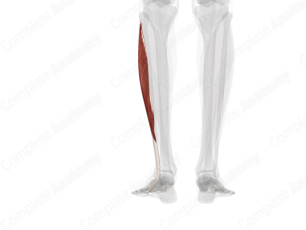 Lateral Compartment of Leg (Left)