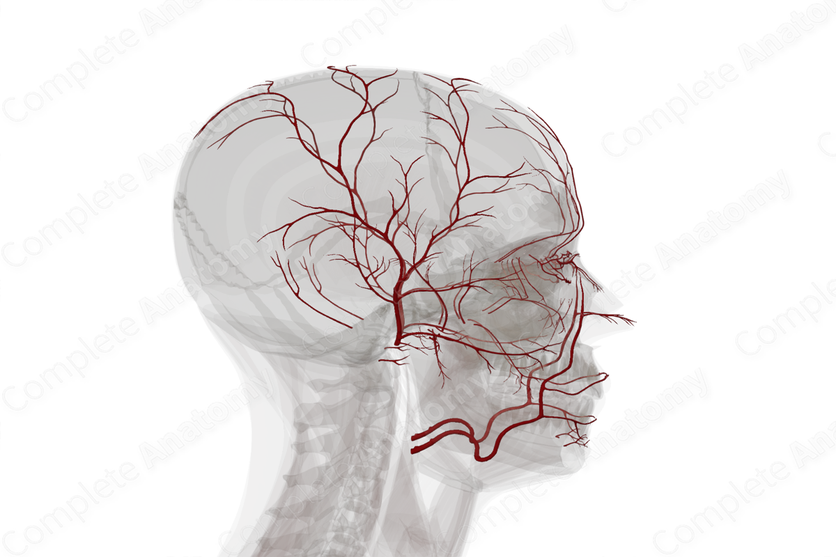 Arteries of Face & Scalp