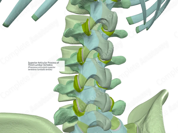 Superior Articular Process of Third Lumbar Vertebra (Left)