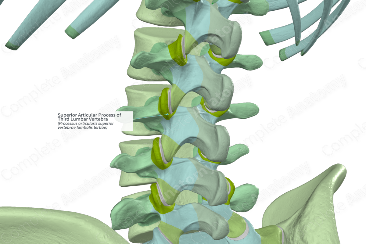 Superior Articular Process of Third Lumbar Vertebra (Left)