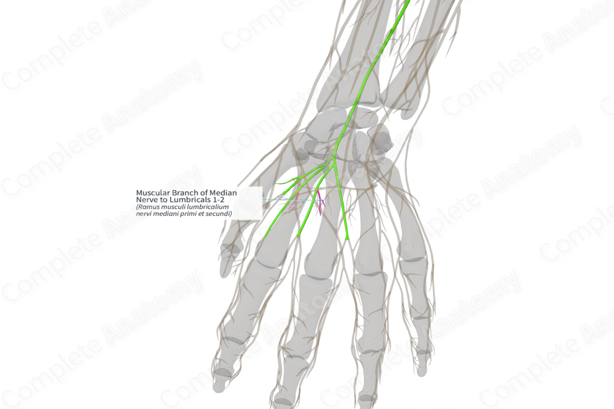 Muscular Branch of Median Nerve to Lumbricals 1-2 (Left)