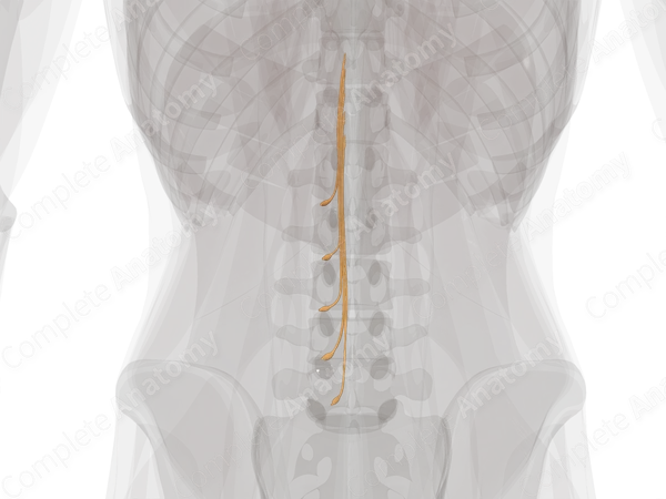 Lumbar Spinal Roots & Ganglia (Left)