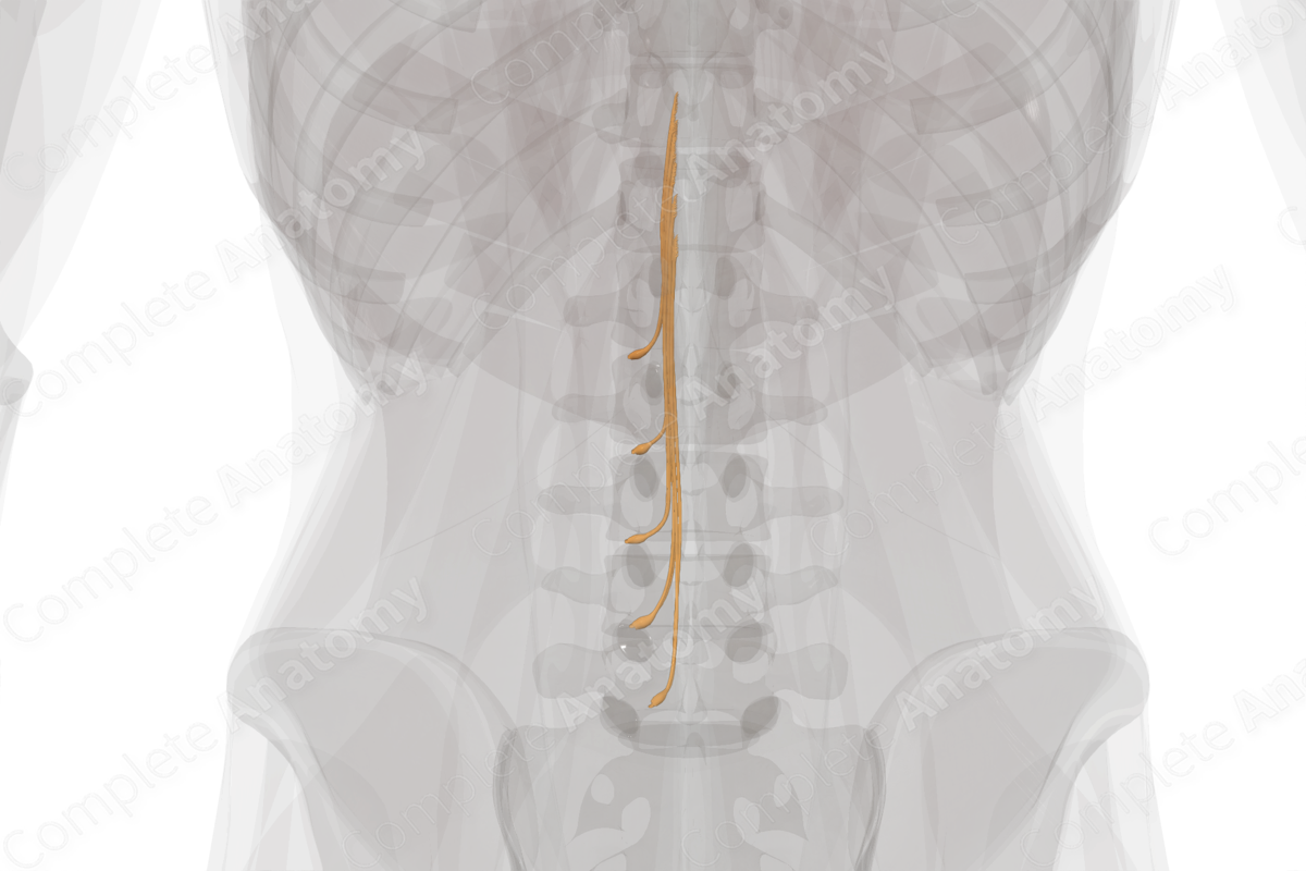 Lumbar Spinal Roots & Ganglia (Left)