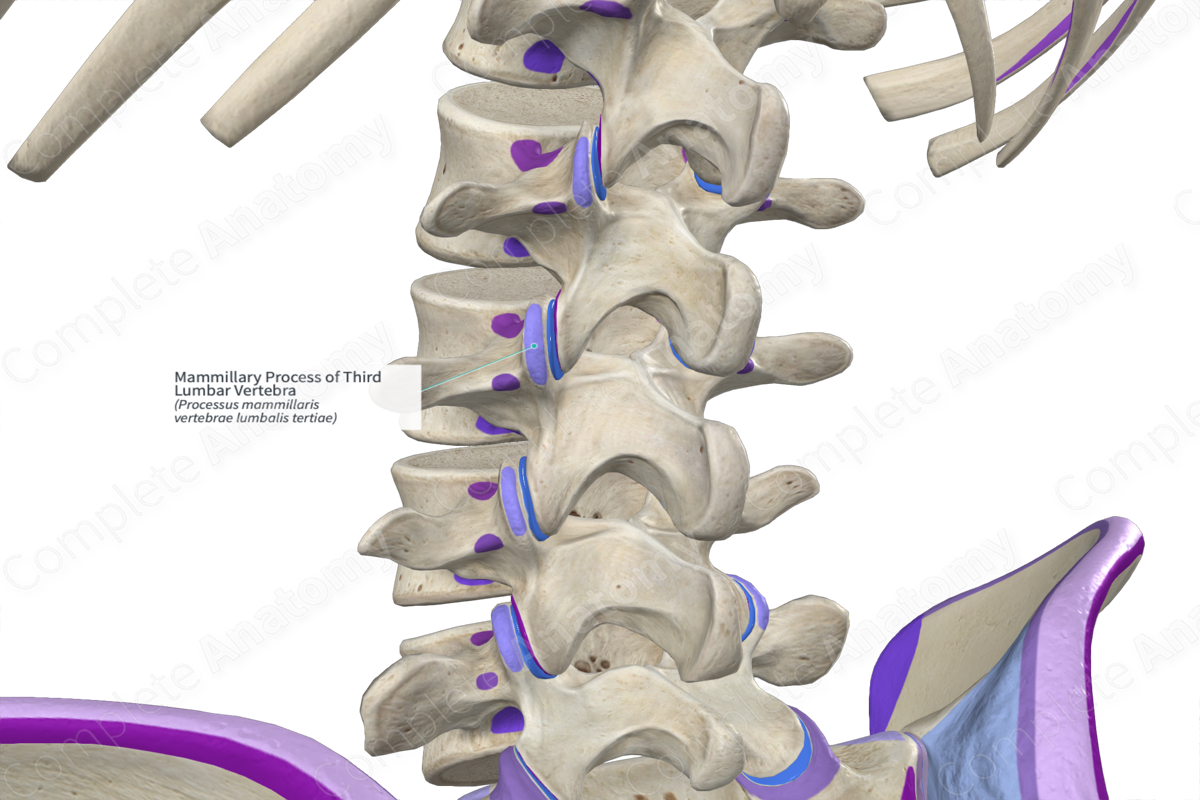 Mammillary Process of Third Lumbar Vertebra (Left)