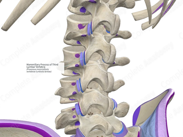 Third Lumbar67950332