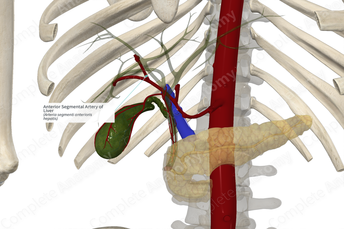 Anterior Segmental Artery of Liver