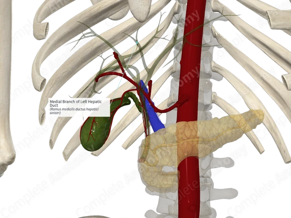 Medial Branch of Left Hepatic Duct