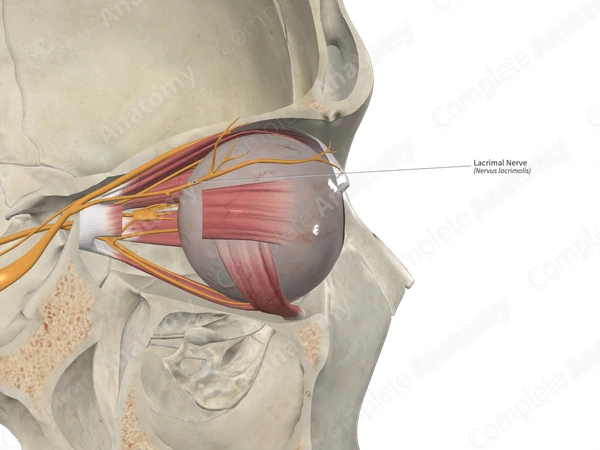 Lacrimal Nerve 