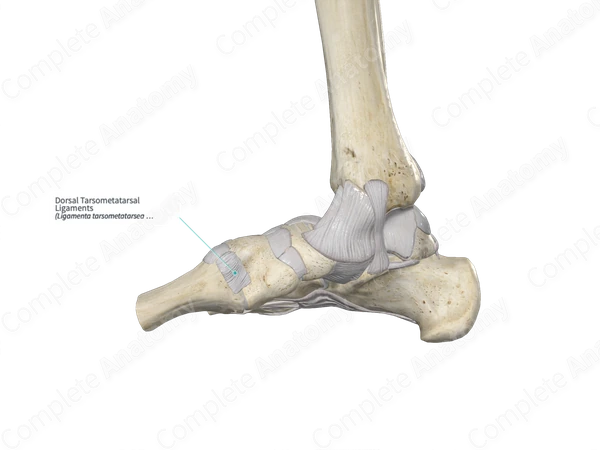 Dorsal Tarsometatarsal Ligaments