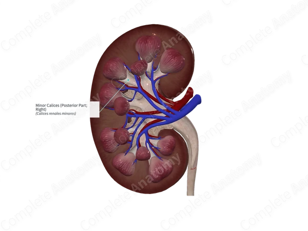 Minor Calices (Posterior Part; Left)