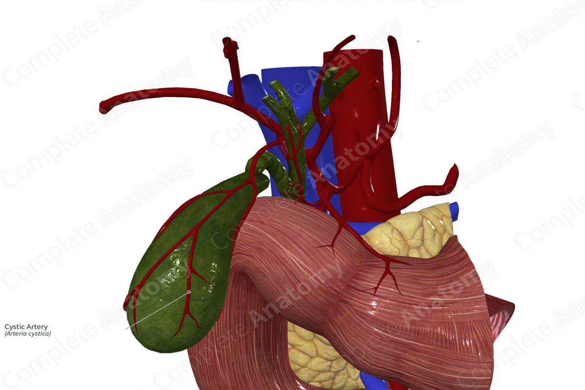 Cystic Artery | Complete Anatomy