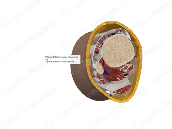 Anterior Intermuscular Septum of Leg