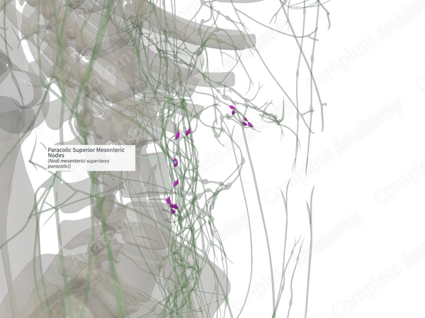Paracolic Superior Mesenteric Nodes