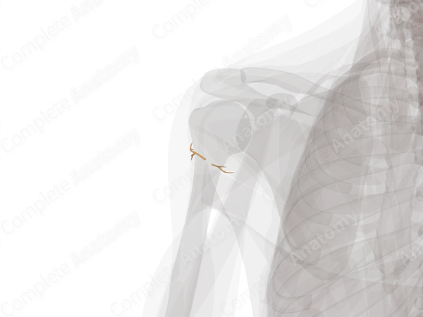 Nerves of Shoulder (Left)