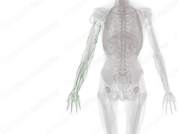 Lymph Vessels of Upper Limb (Left)