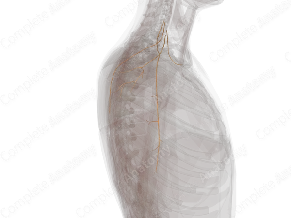 Supraclavicular Branches of Brachial Plexus (Left)