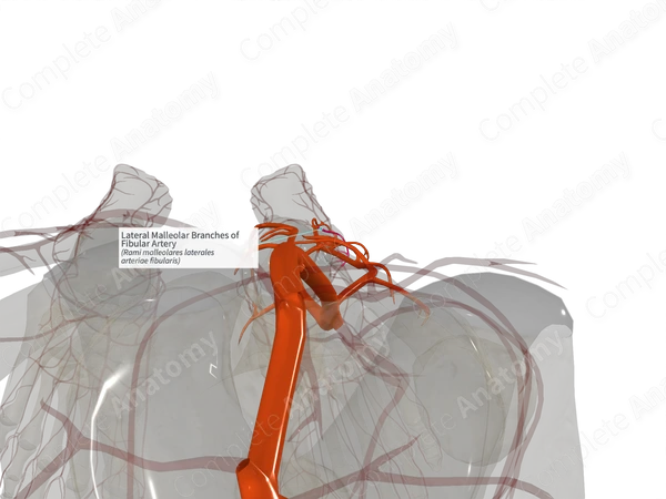 Lateral Malleolar Branches of Fibular Artery (Right)
