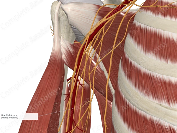 Brachial Artery 