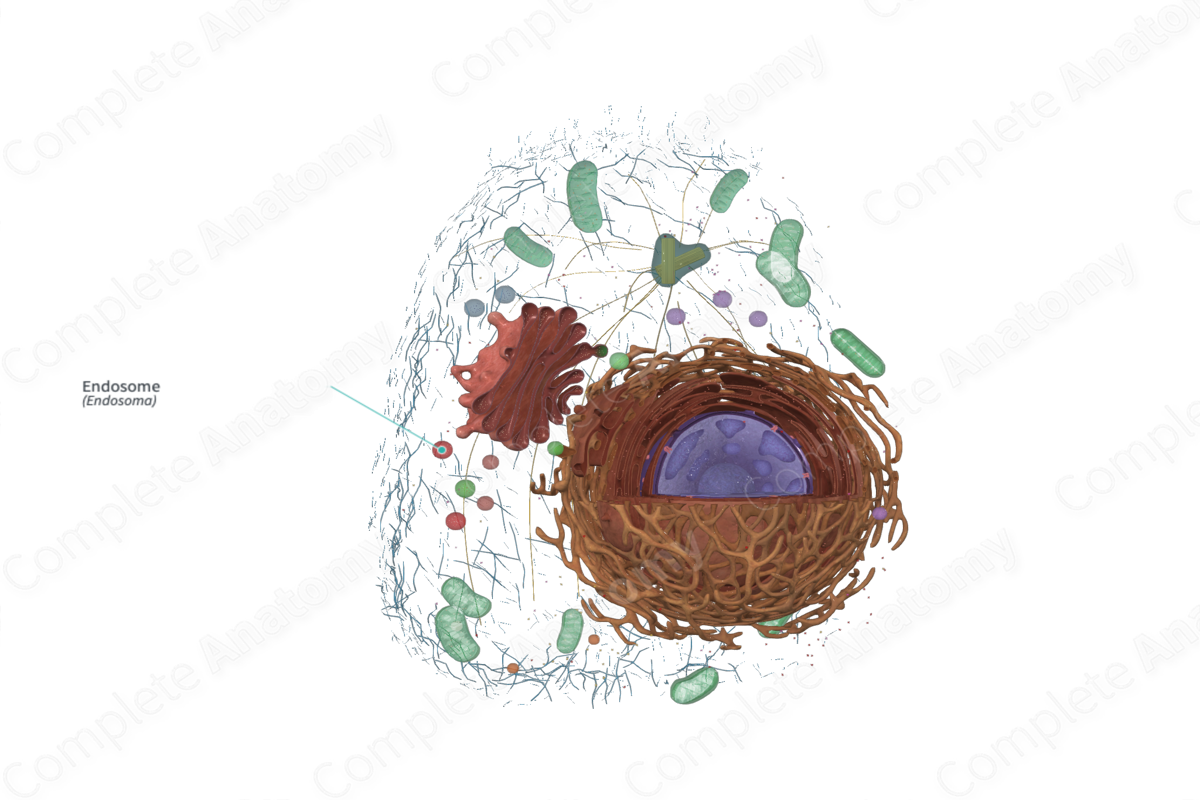 Complete Anatomy Biology Diagrams