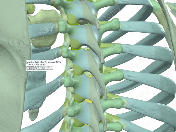 Inferior Articular Process of Fifth Thoracic Vertebra (Right)
