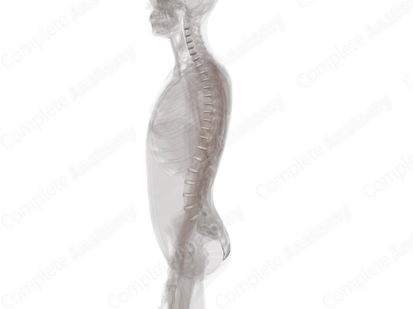 Cartilaginous Joints of Vertebral Column