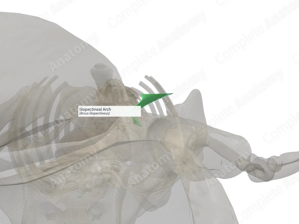 Iliopectineal Arch (Left)