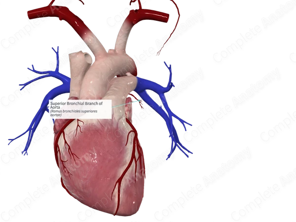 Superior Bronchial Branch of Aorta