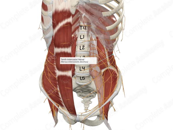 Tenth Intercostal Nerve