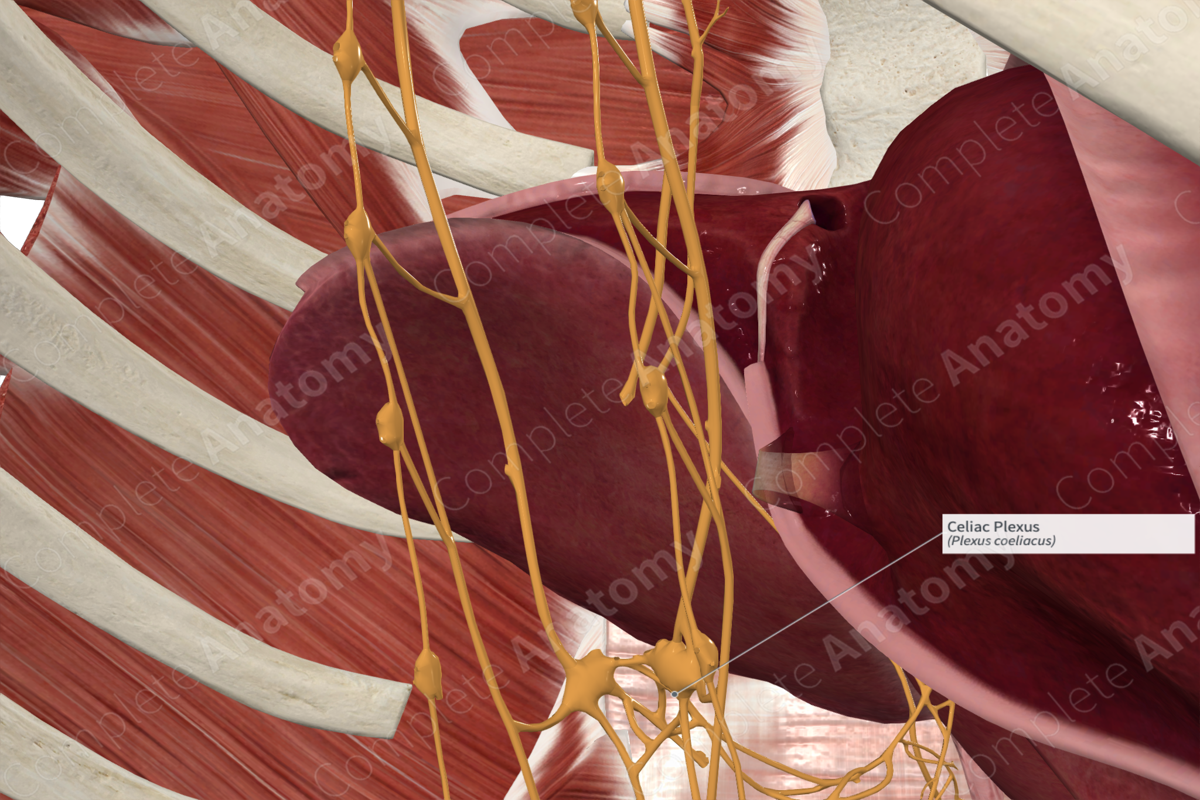 Celiac Plexus | Complete Anatomy