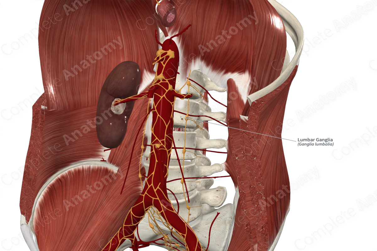 Lumbar Ganglia | Complete Anatomy